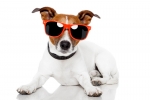 Verrückt - Sonnenbrille für Hunde
